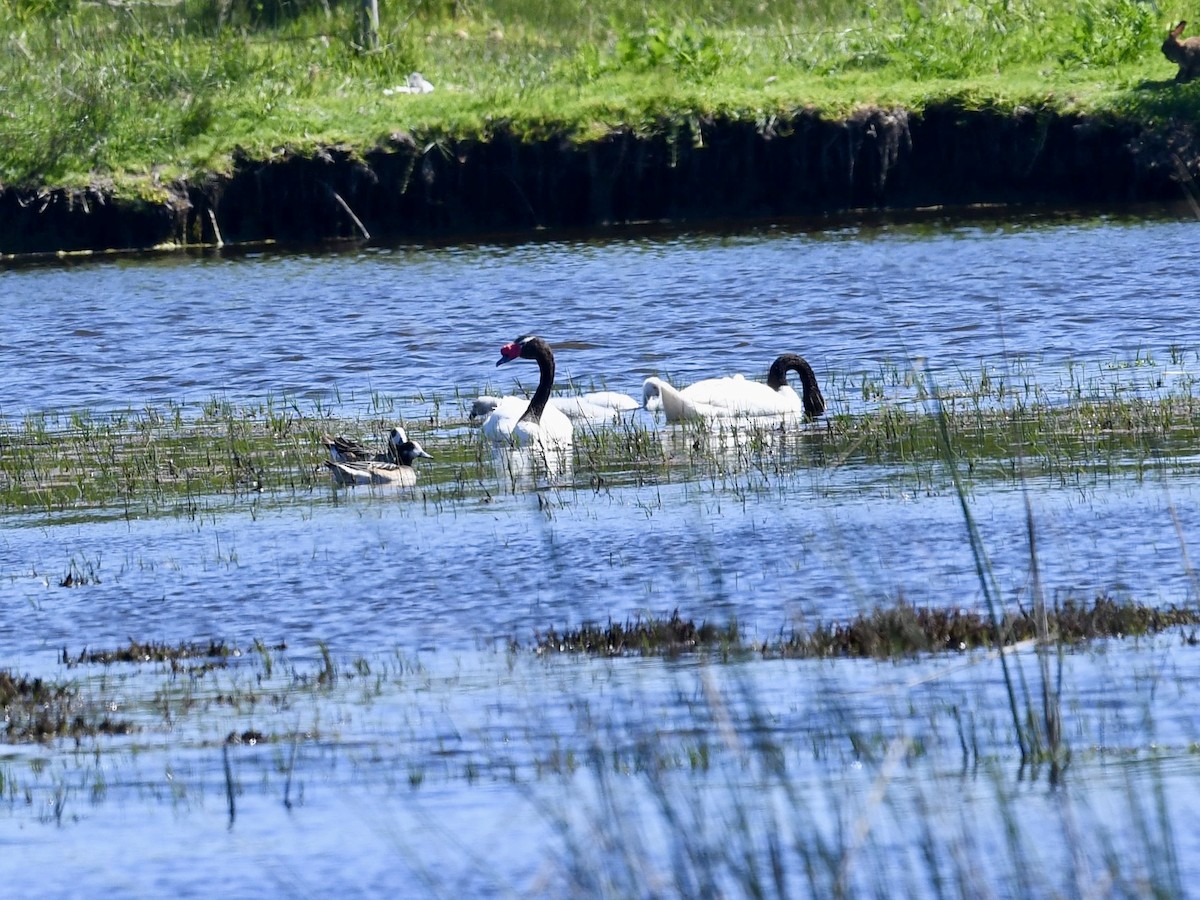 Black-necked Swan - ML646656846