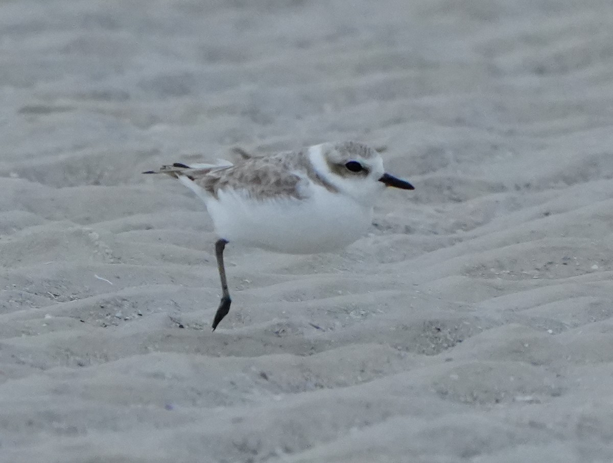 Snowy Plover - ML646656847