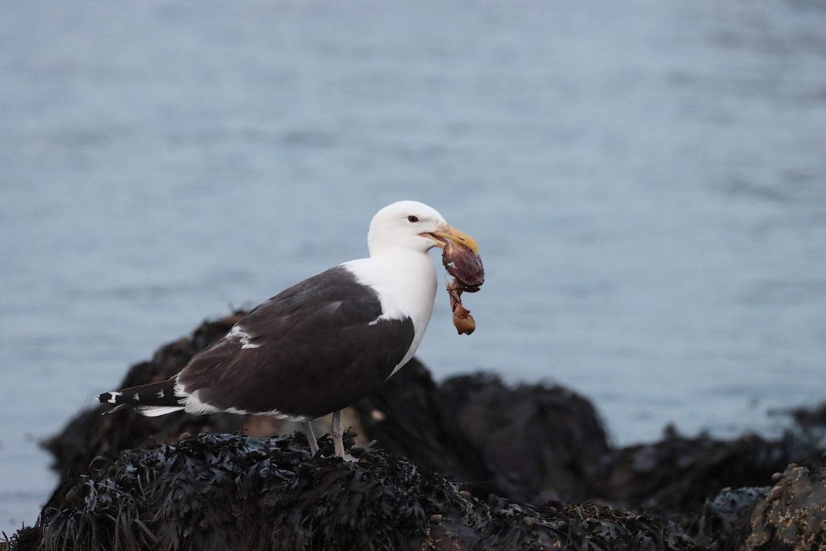 Mugnaiaccio - ML646656848