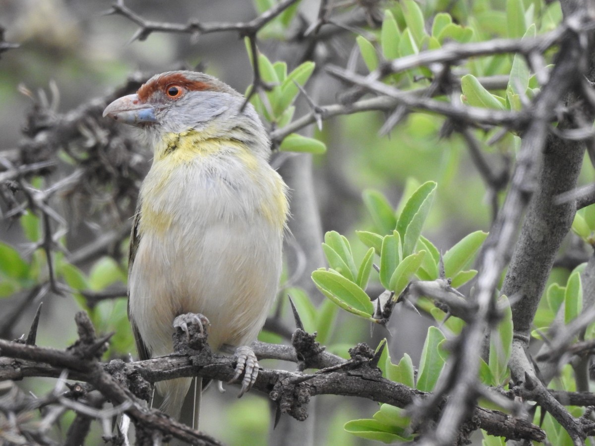 Віреон рудобровий - ML646656849
