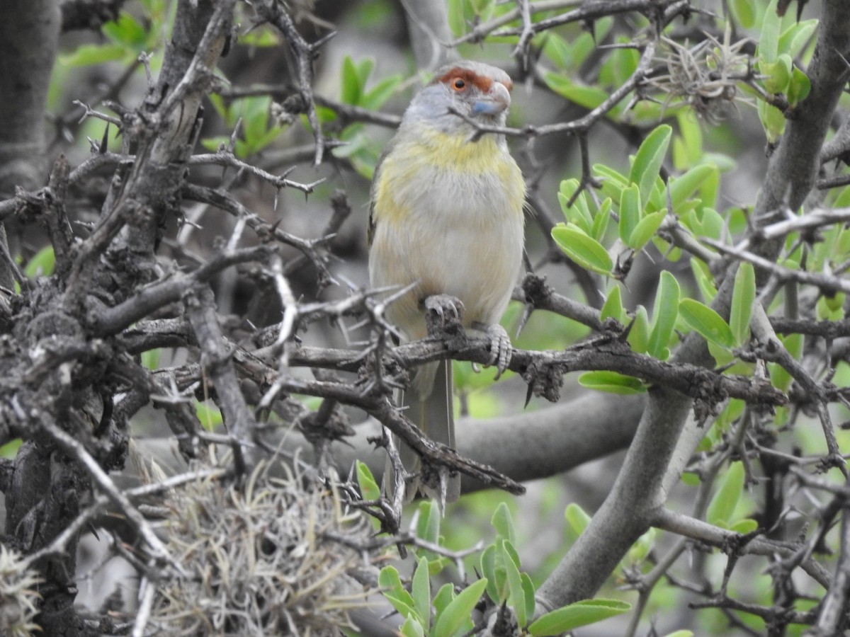 Віреон рудобровий - ML646656850