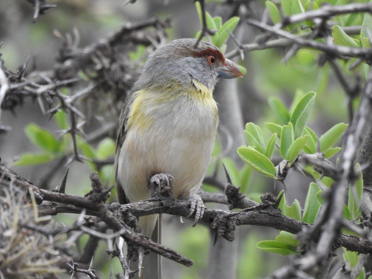Віреон рудобровий - ML646656851