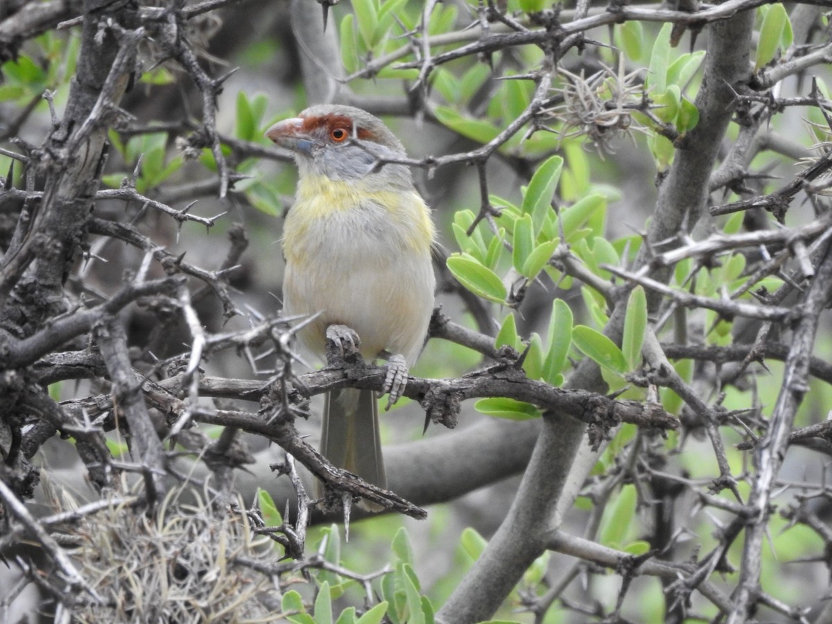 Віреон рудобровий - ML646656852