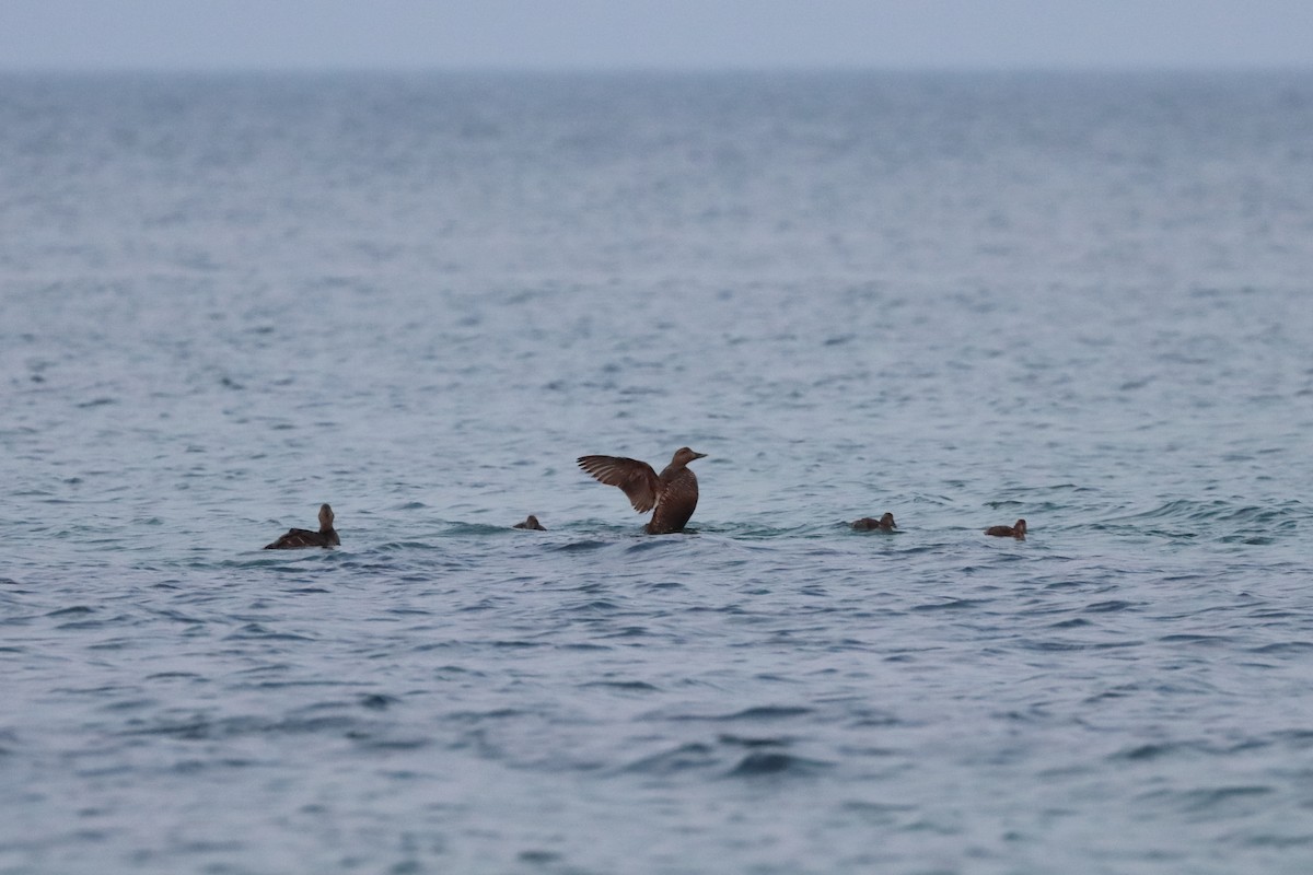 Edredone - ML646656853