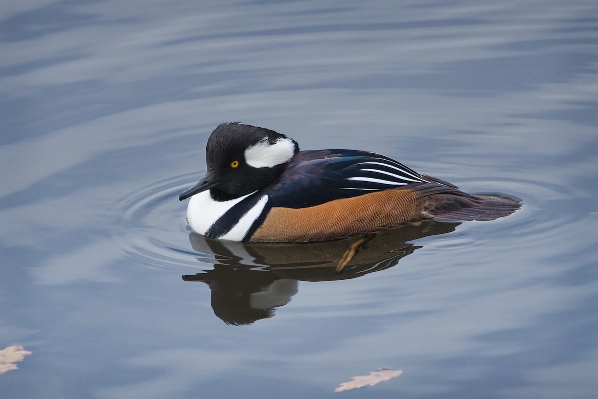 Hooded Merganser - ML646656854