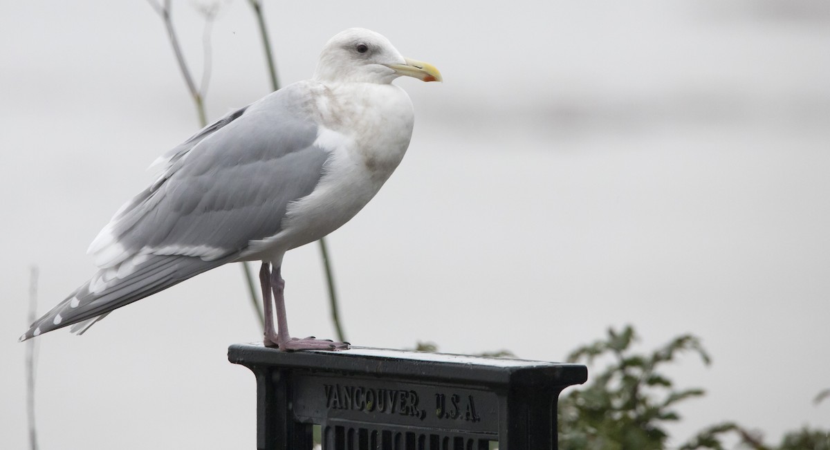 Glaucous-winged Gull - ML646656858