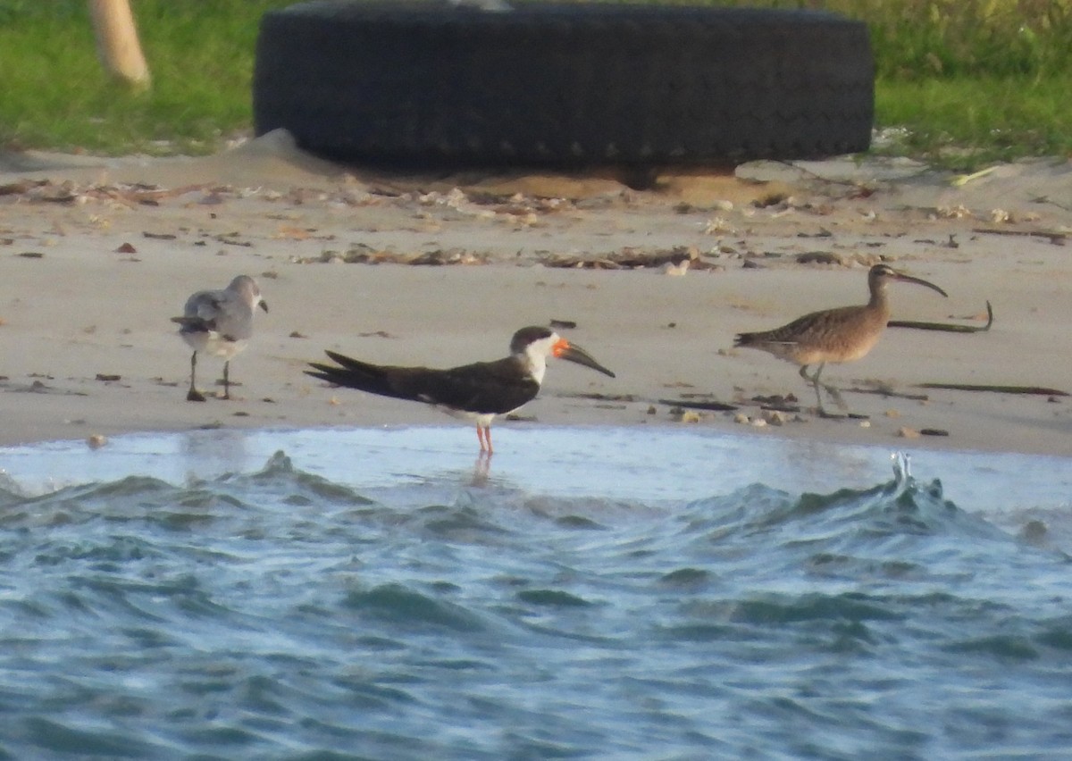 Black Skimmer - ML646656860