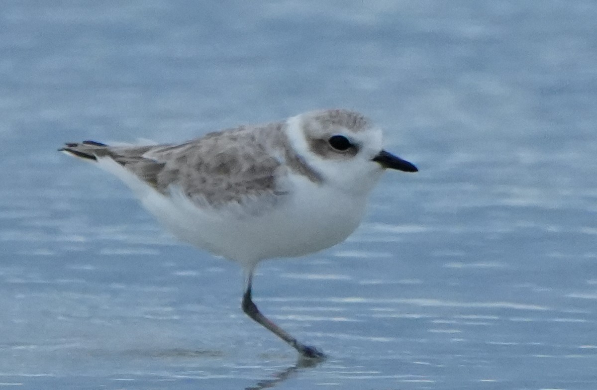 Snowy Plover - ML646656861