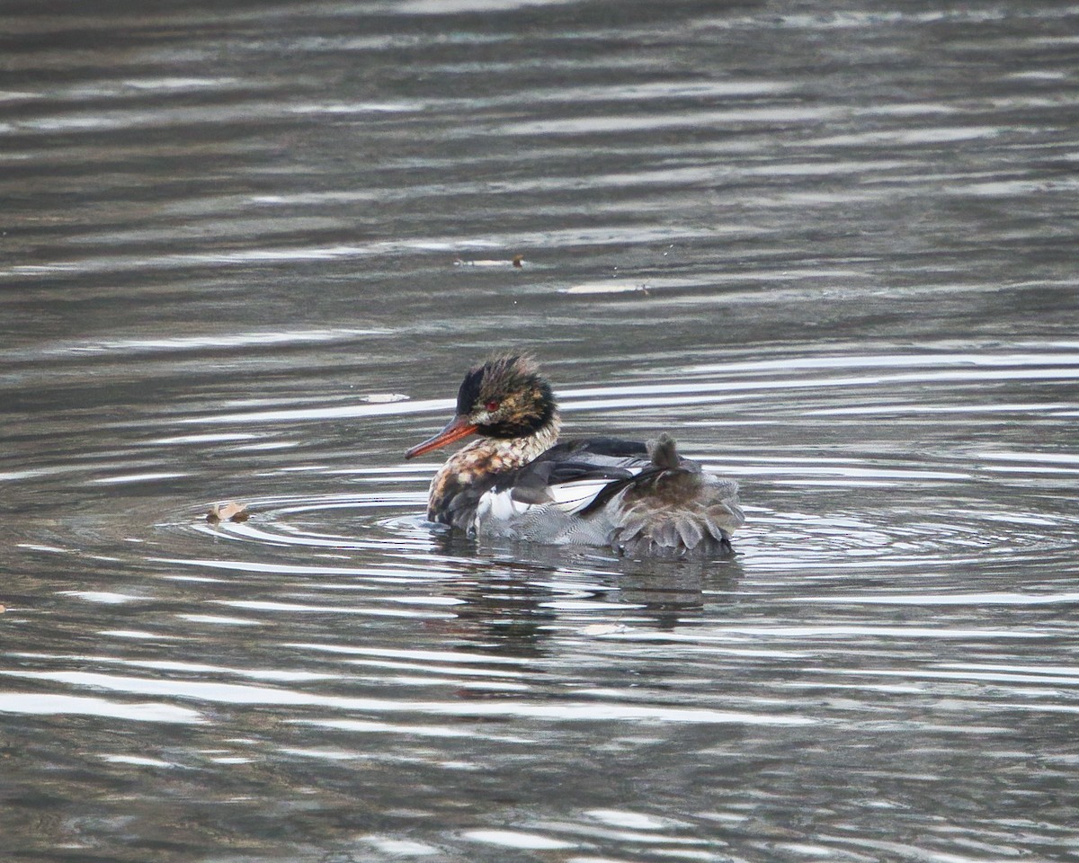Red-breasted Merganser - ML646656862