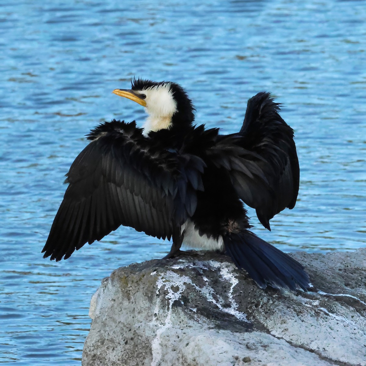 Little Pied Cormorant - ML646656863