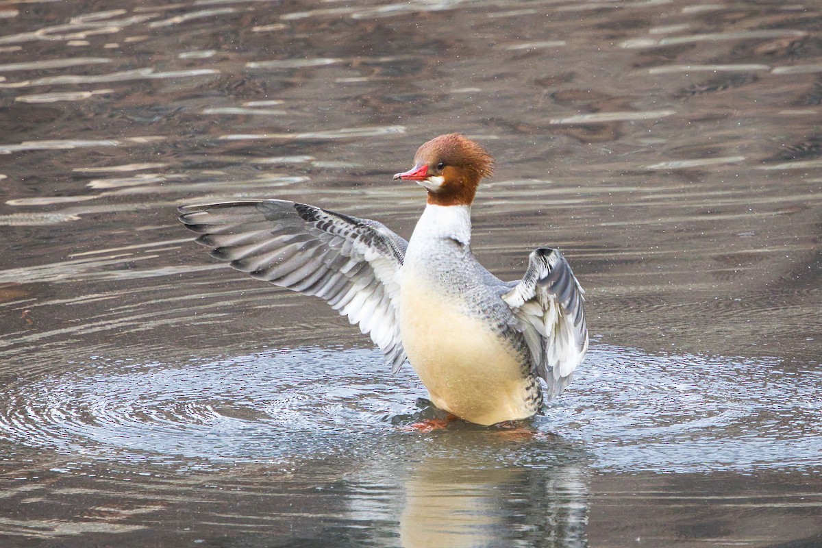 Common Merganser - ML646656865