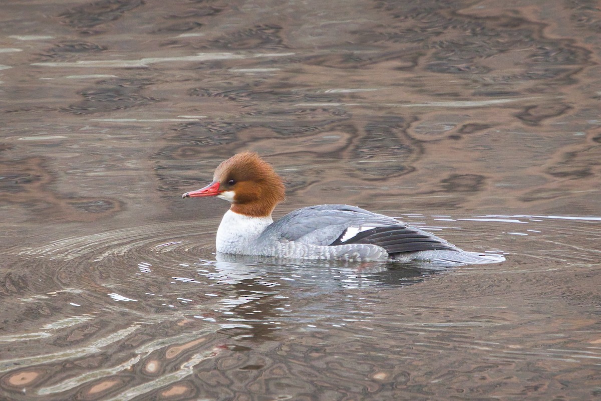 Common Merganser - ML646656868