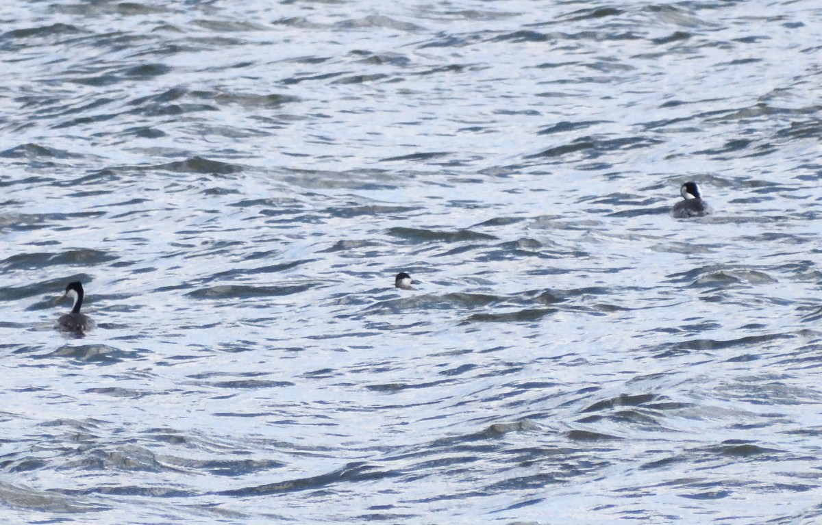 Савка американська - ML646656873