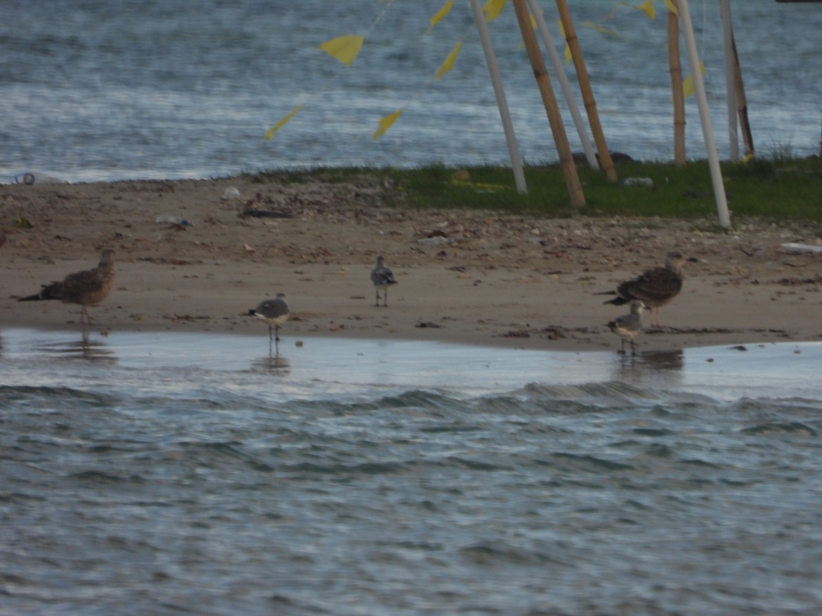 Laughing Gull - ML646656876