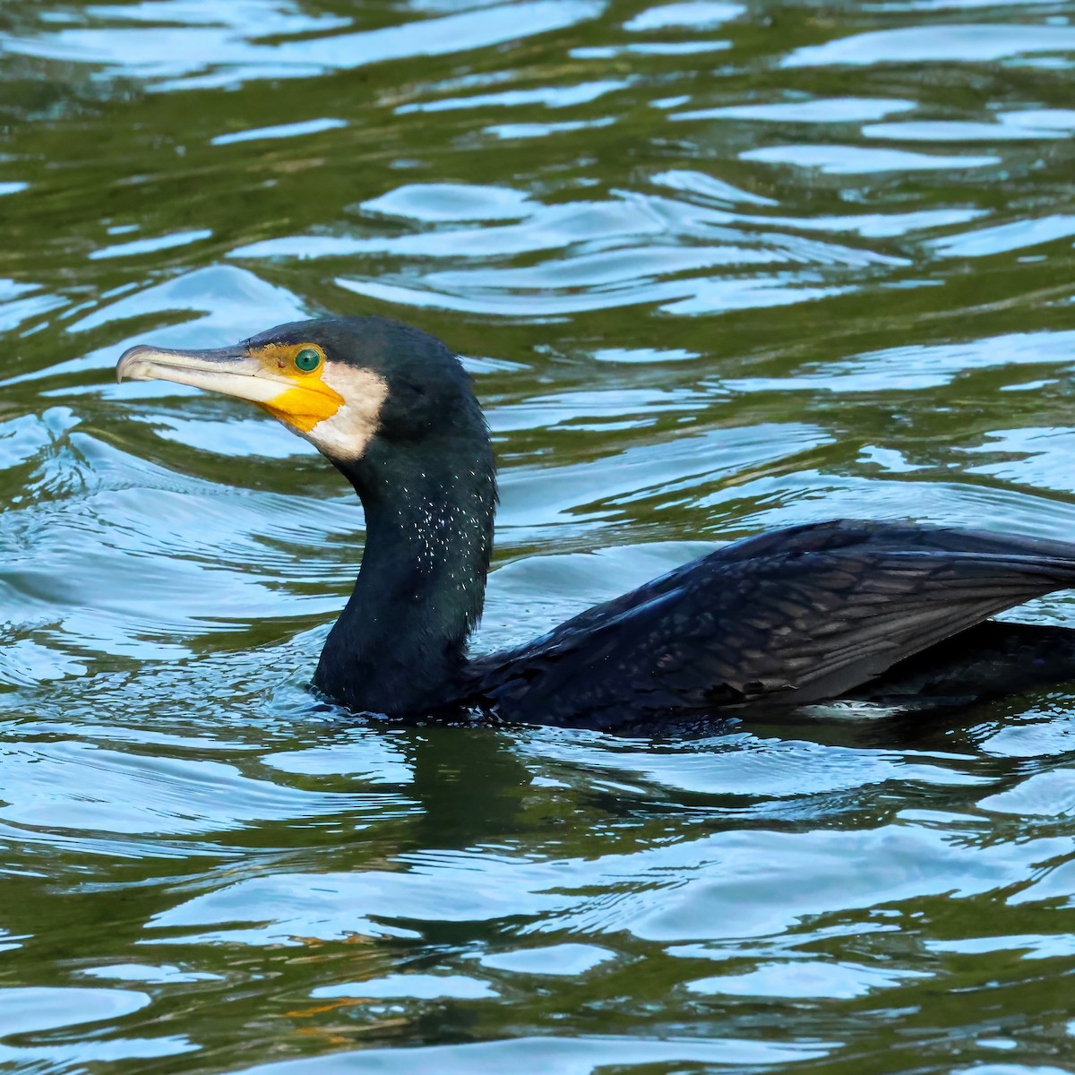 Great Cormorant - ML646656877