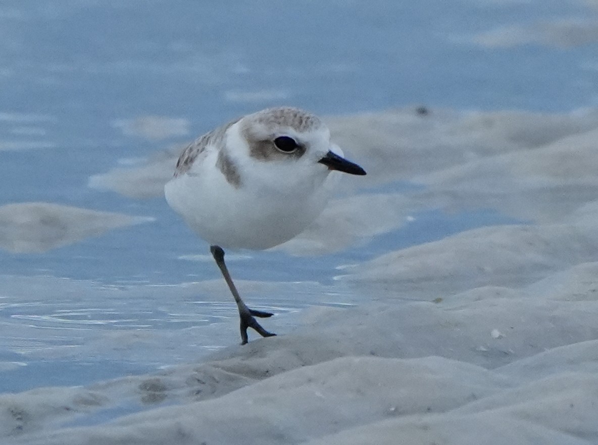 Snowy Plover - ML646656879