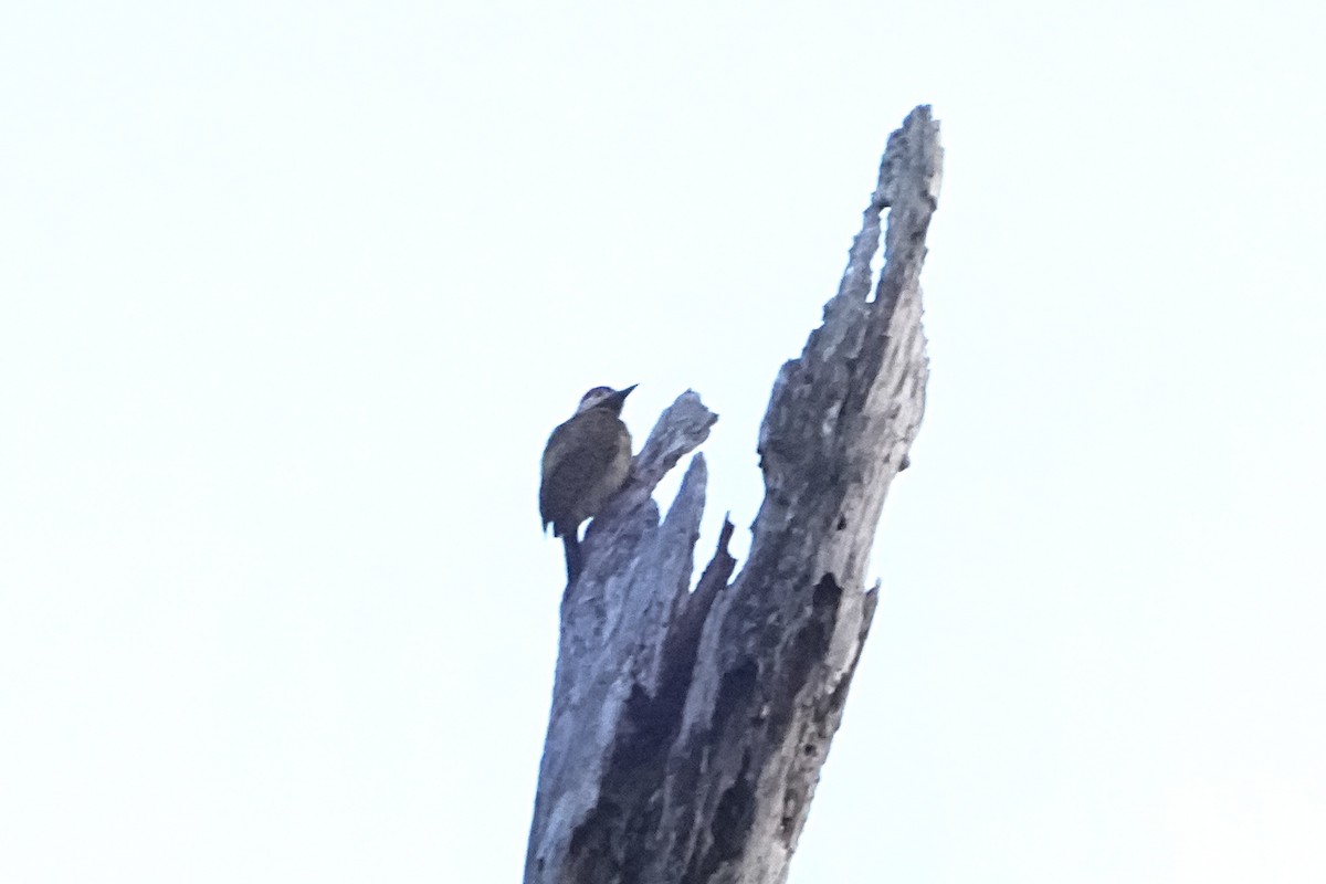 Spot-breasted Woodpecker - ML646656881