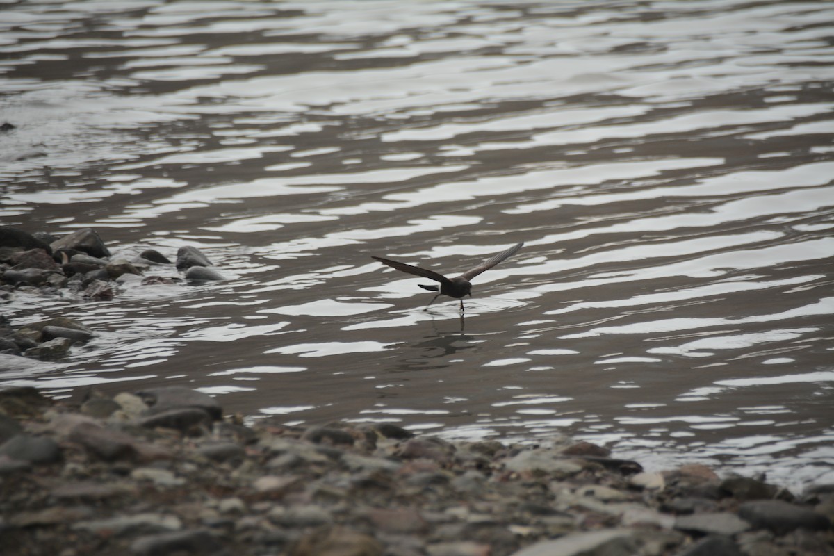 Wilson's Storm-Petrel - ML646656886