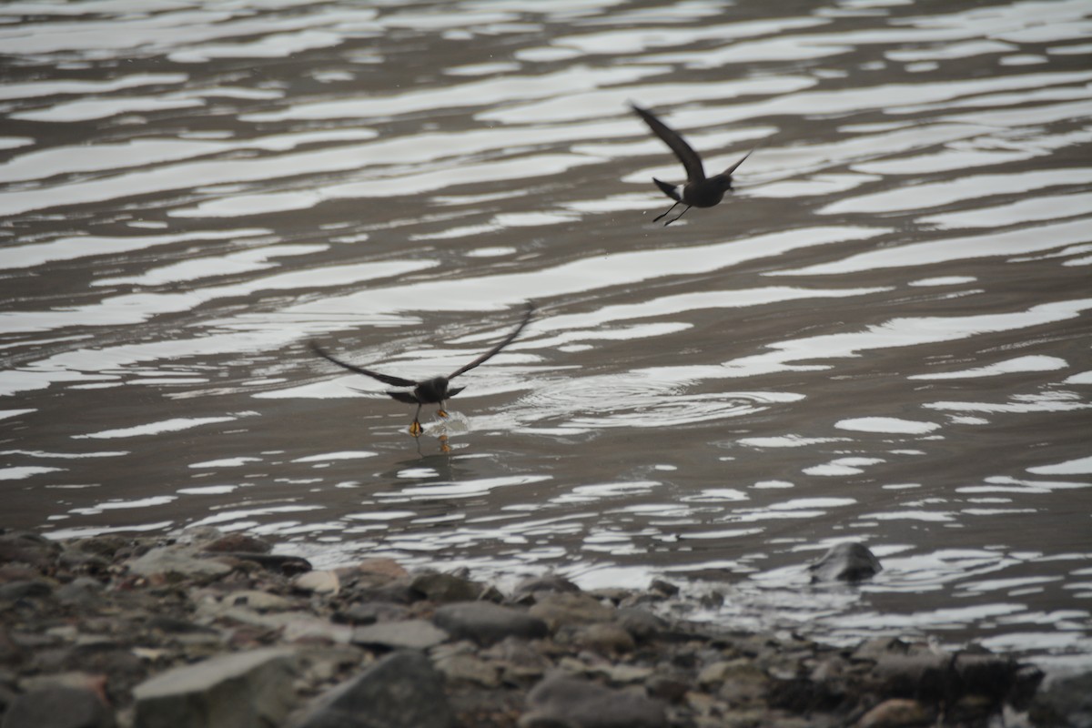 Wilson's Storm-Petrel - ML646656887