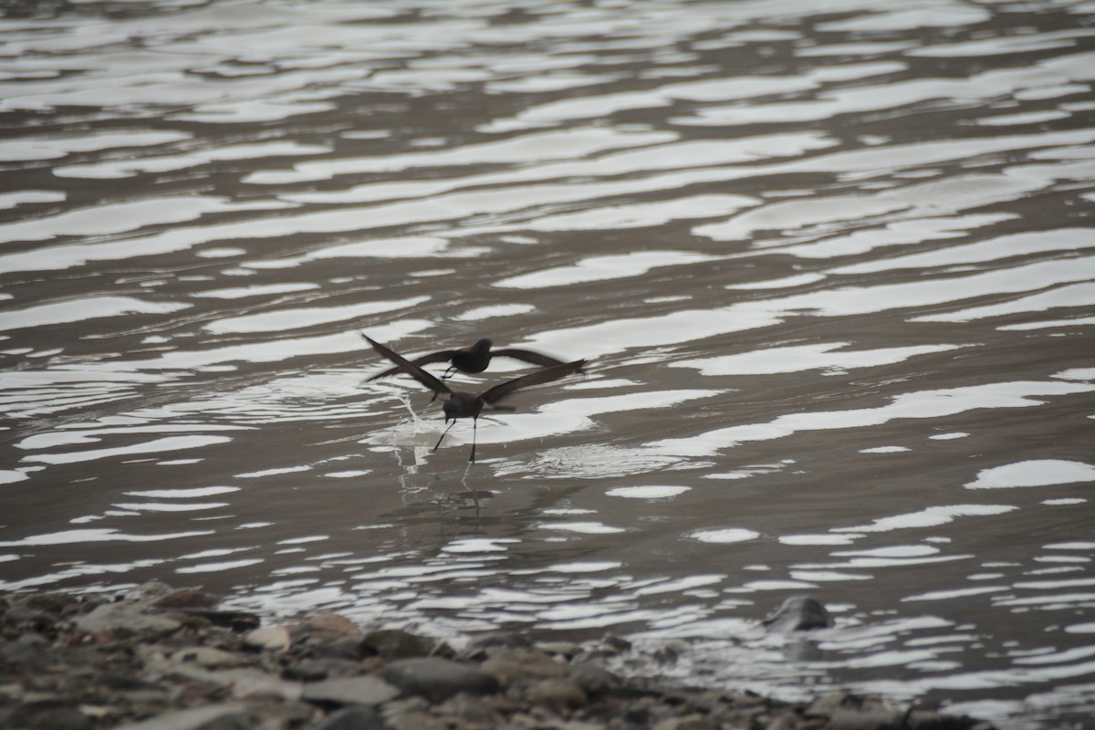 Wilson's Storm-Petrel - ML646656888