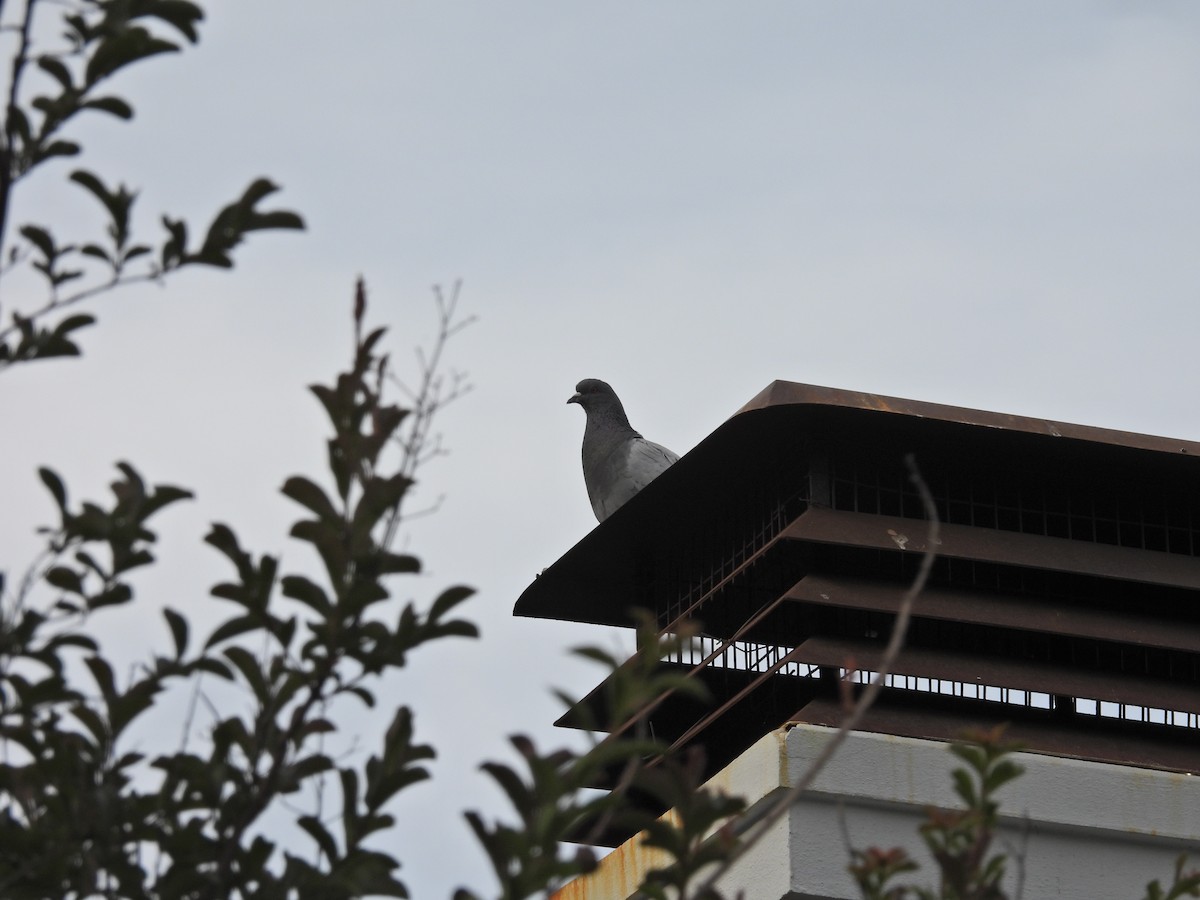 カワラバト（ドバト、家畜型） - ML646656889