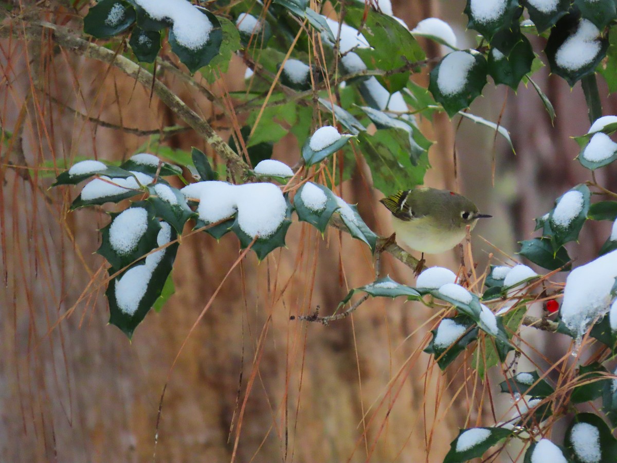 Ruby-crowned Kinglet - ML646656891