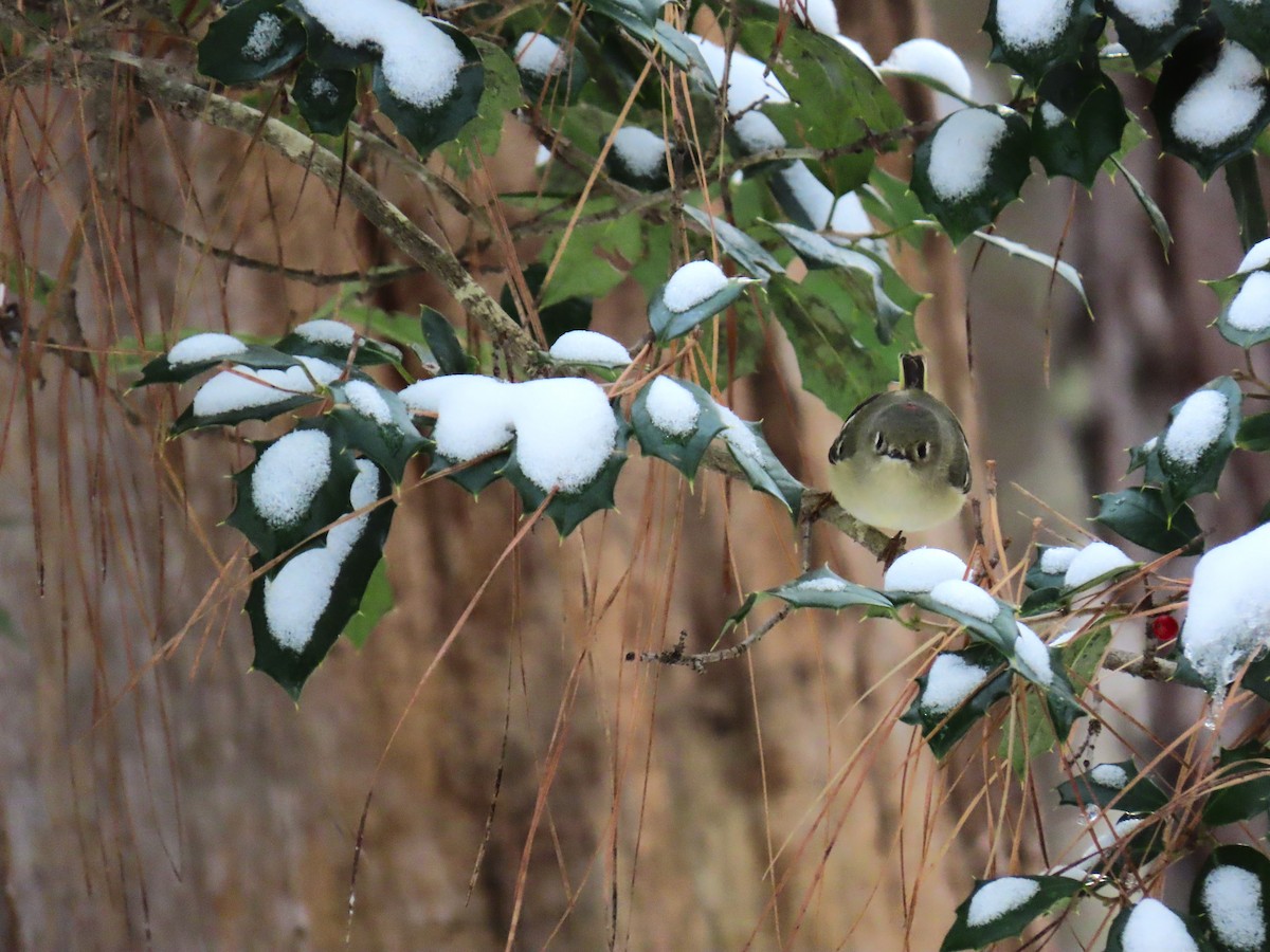 Ruby-crowned Kinglet - ML646656892