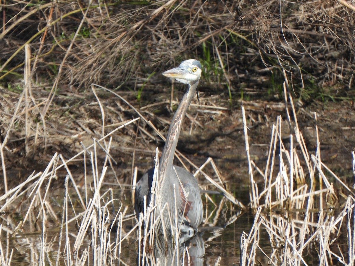 Great Blue Heron - ML646656893