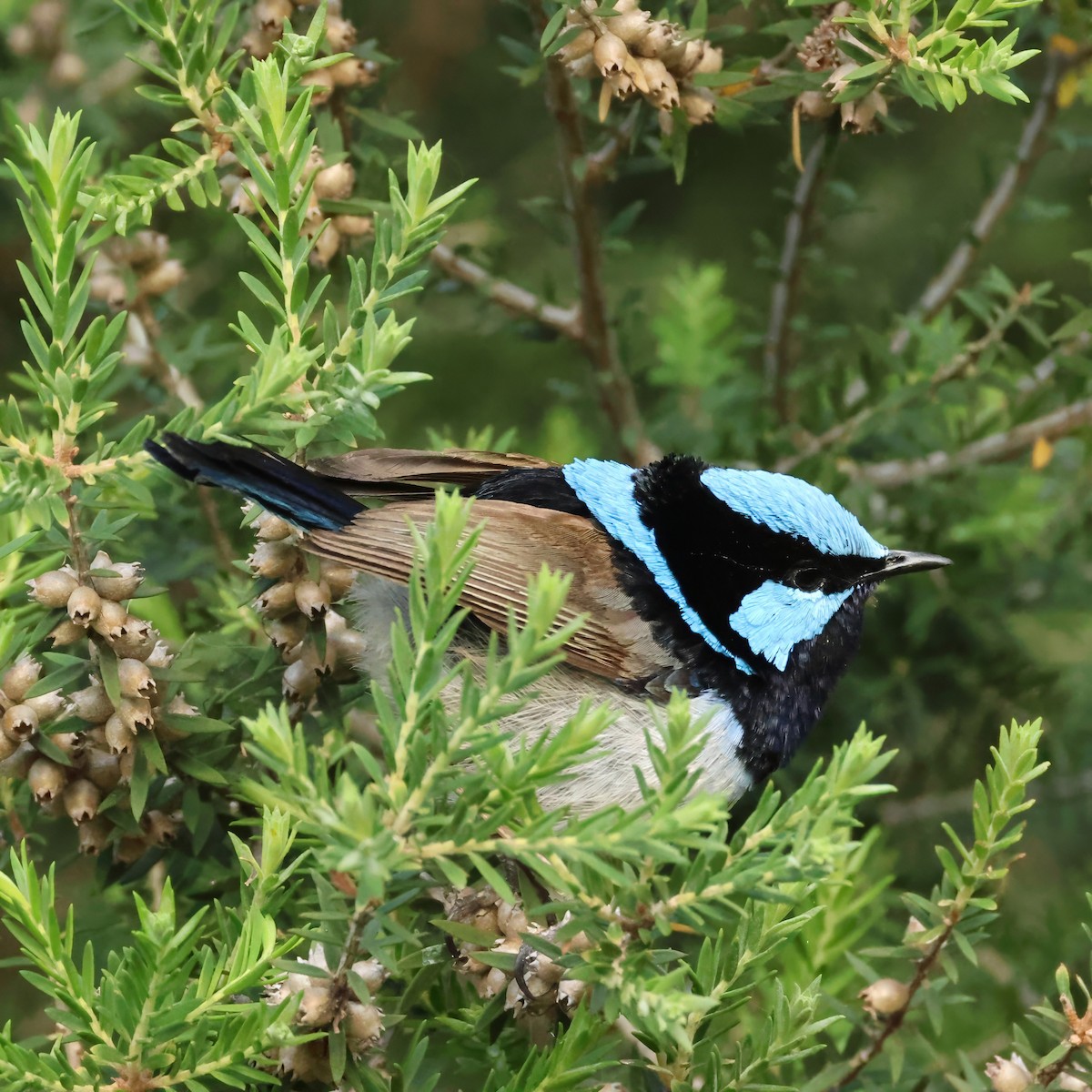 Superb Fairywren - ML646656894