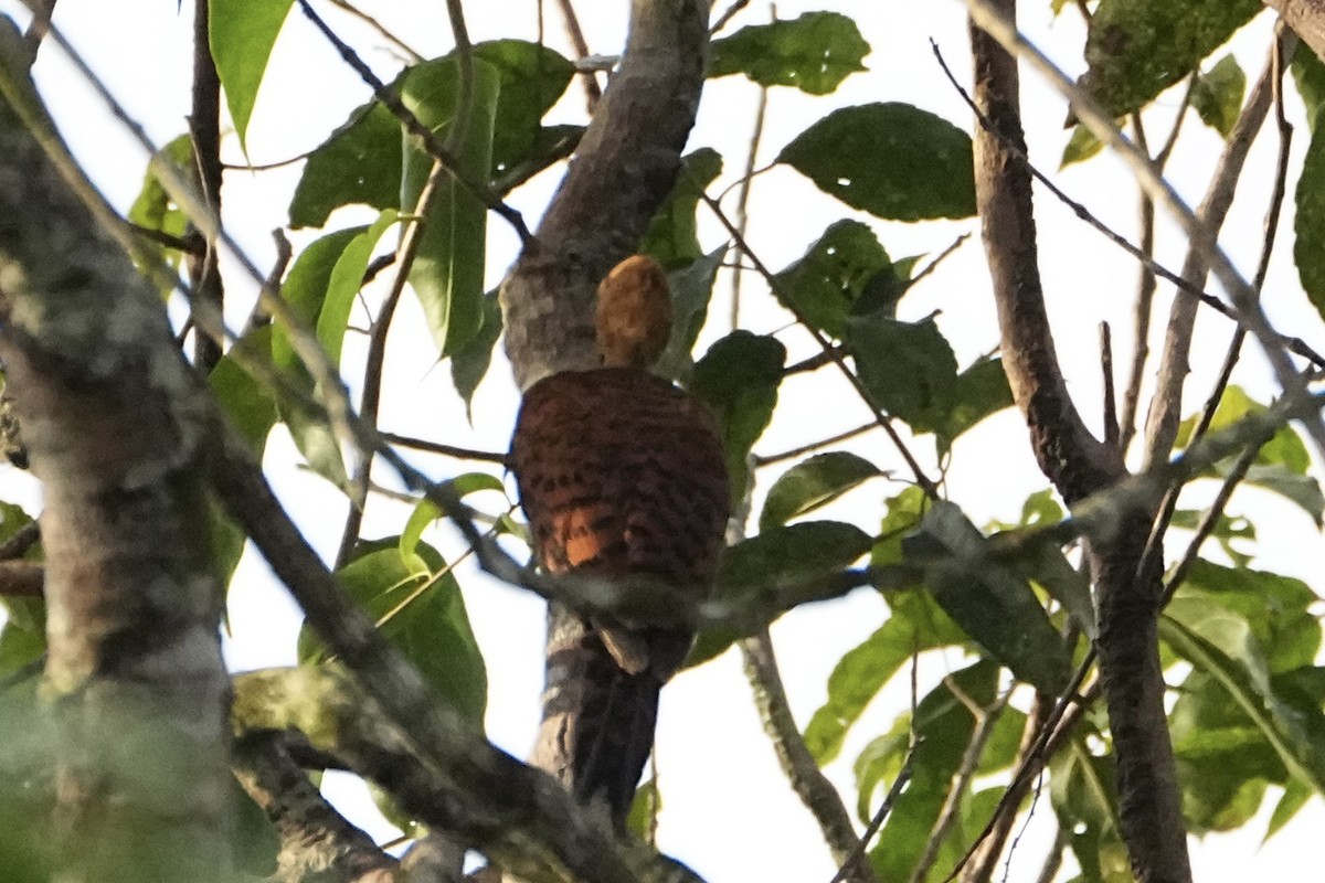 Ringed Woodpecker (Amazonian Black-breasted) - ML646656895
