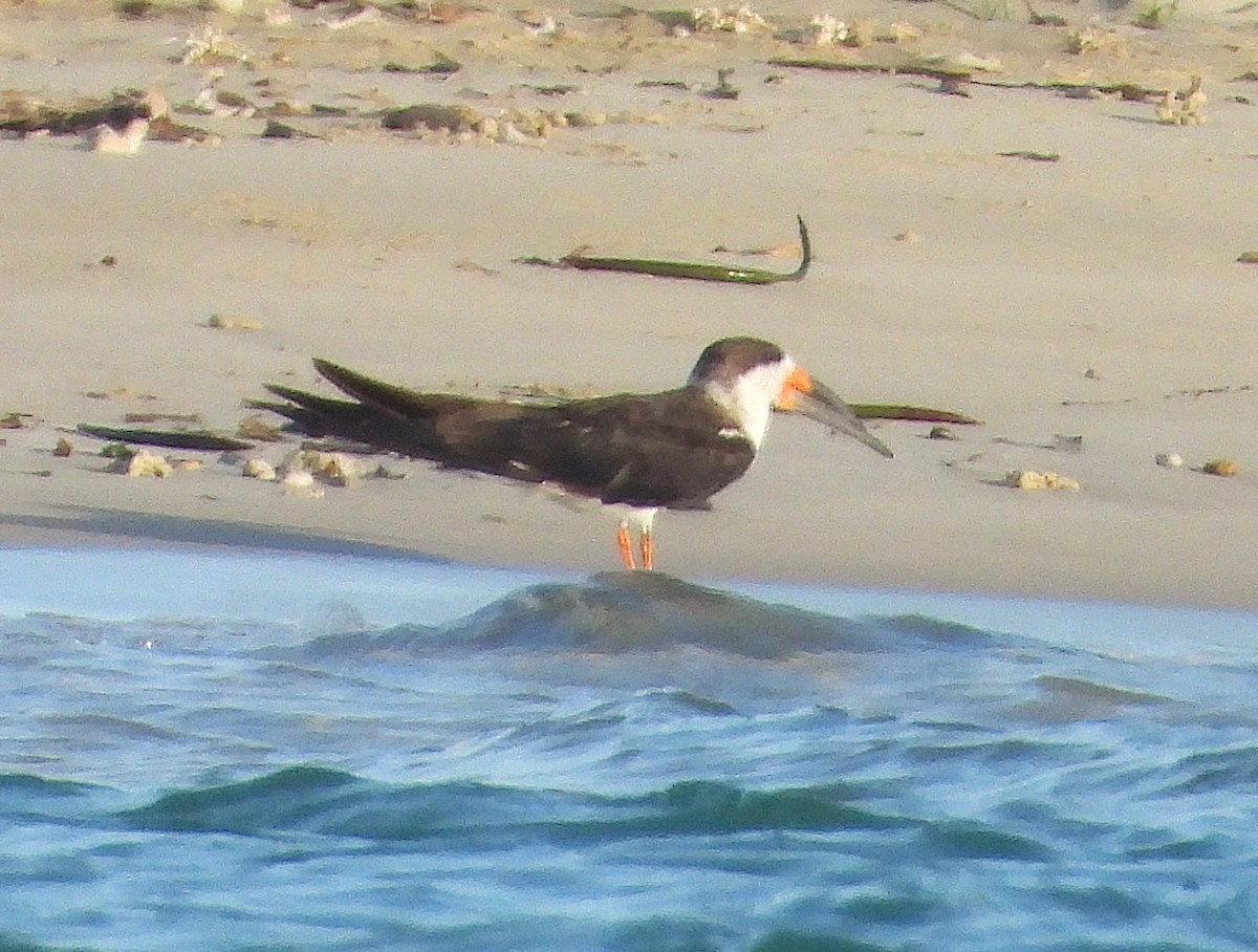 Black Skimmer - ML646656896