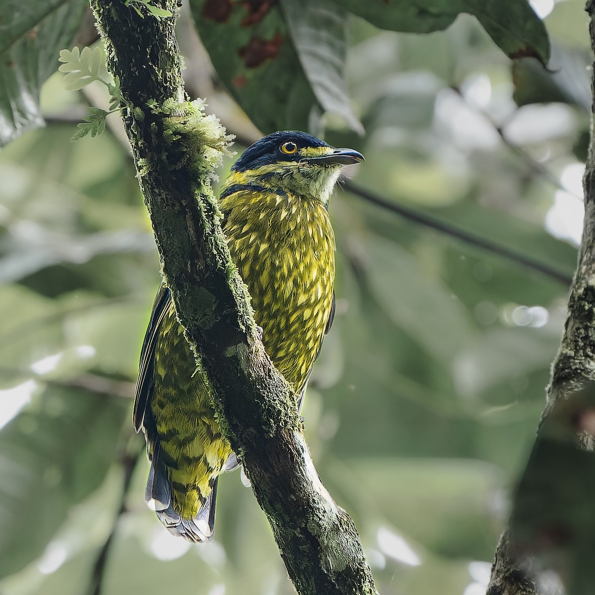 Чешуйчатый ягодоед - ML646656900