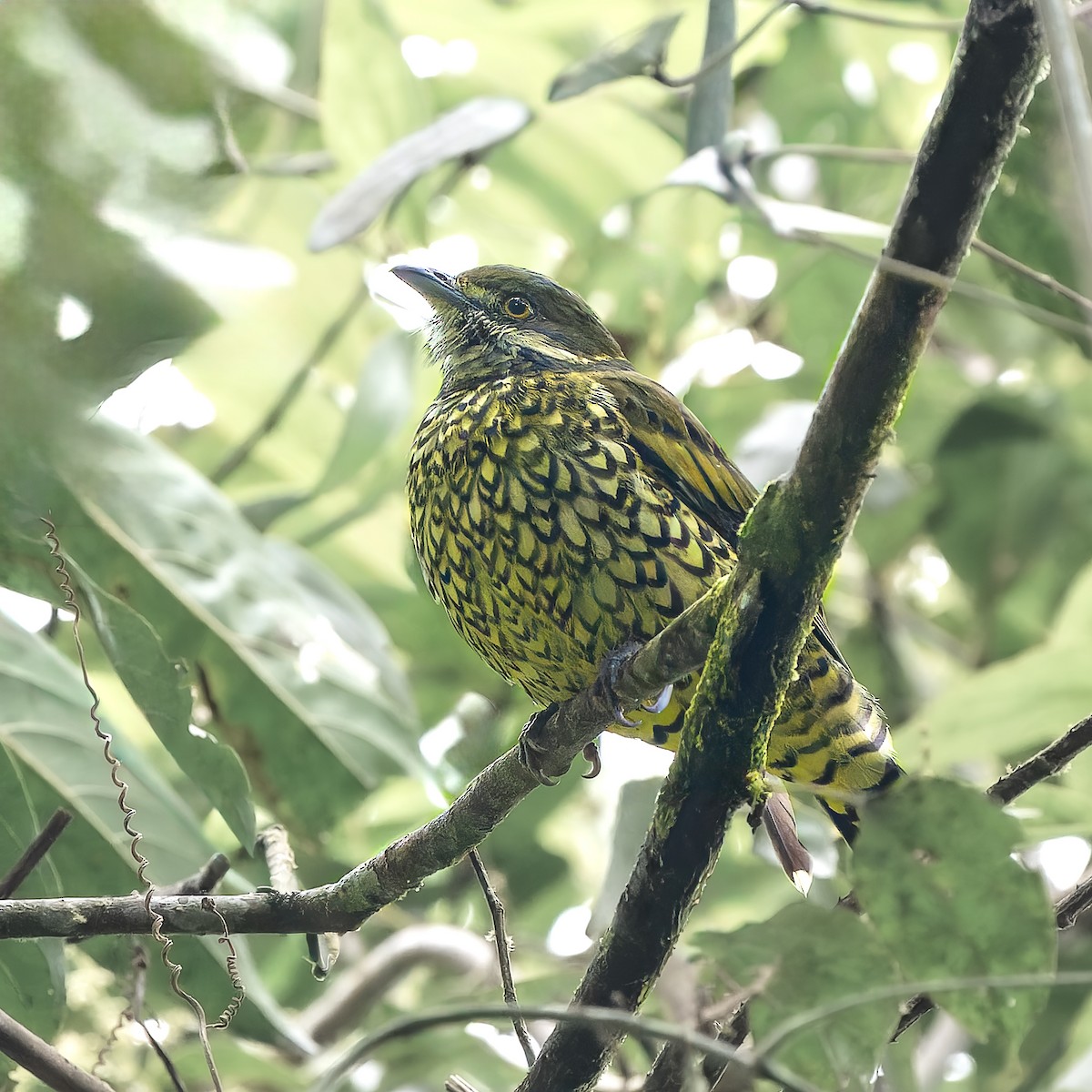 Чешуйчатый ягодоед - ML646656901