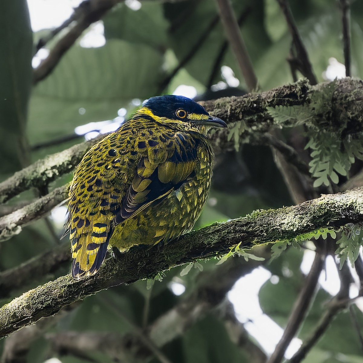 Чешуйчатый ягодоед - ML646656902