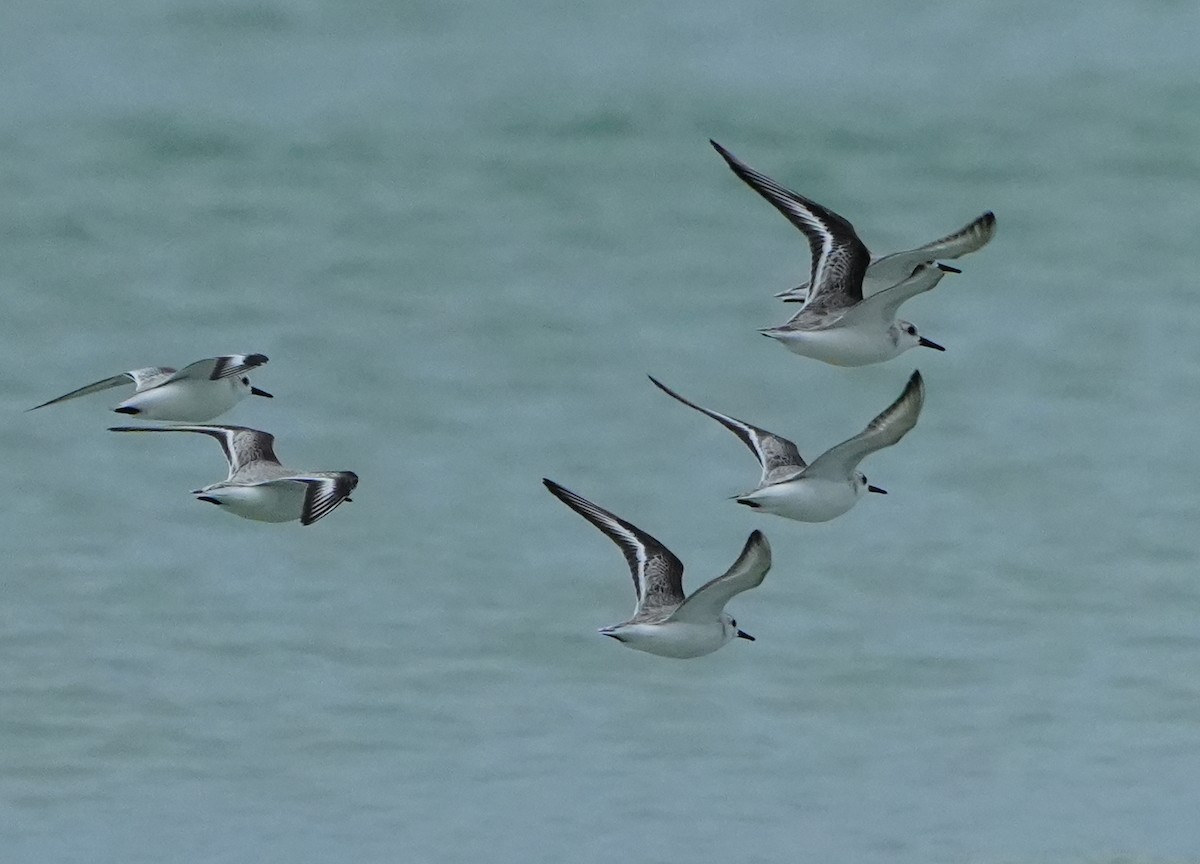 Txirri zuria - ML646656903