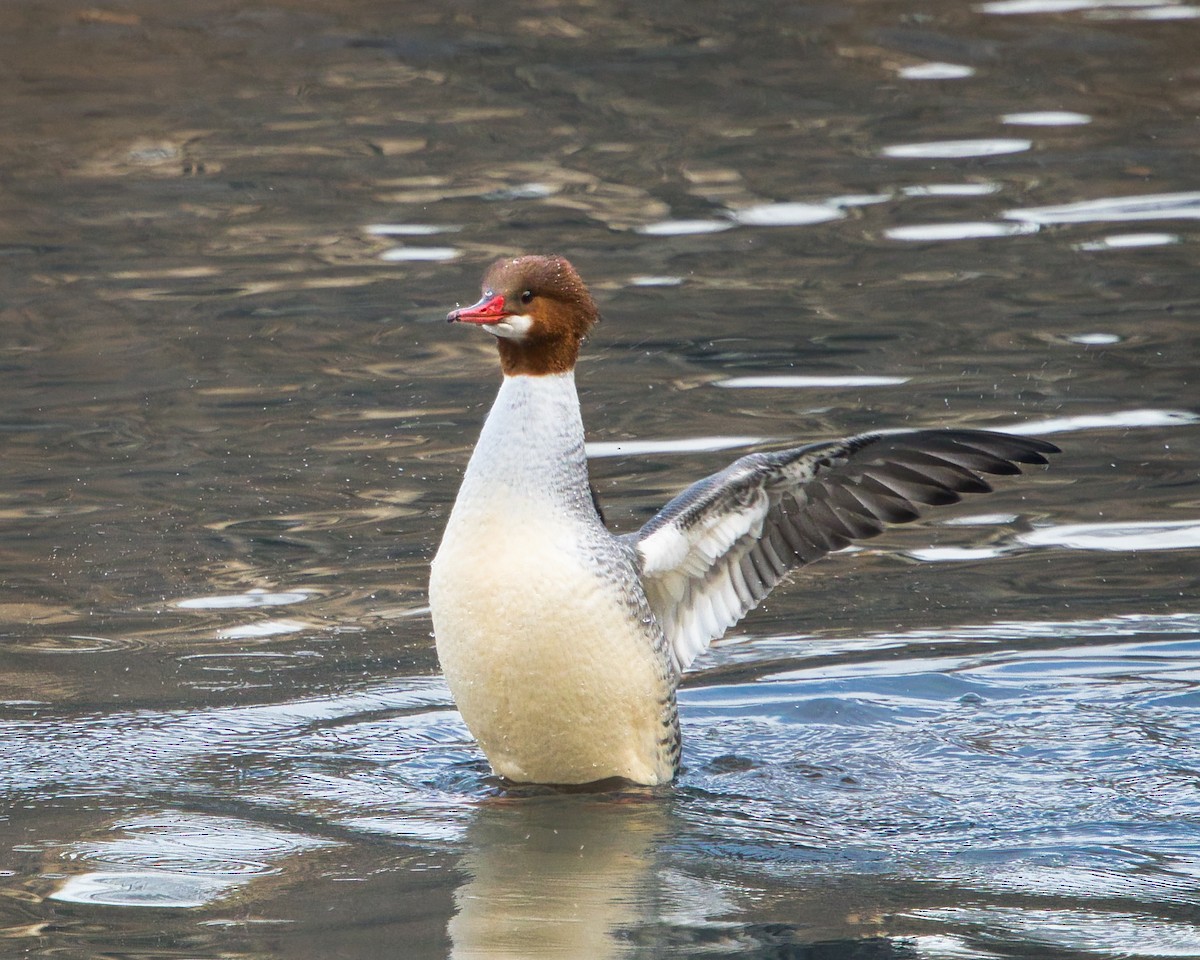 Common Merganser - ML646656904