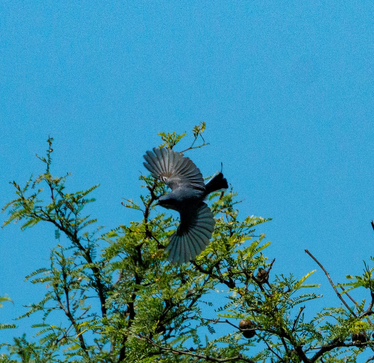 Screaming Cowbird - ML646656907