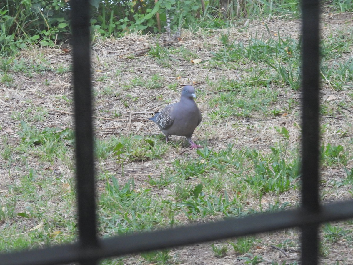 Spot-winged Pigeon - ML646656908