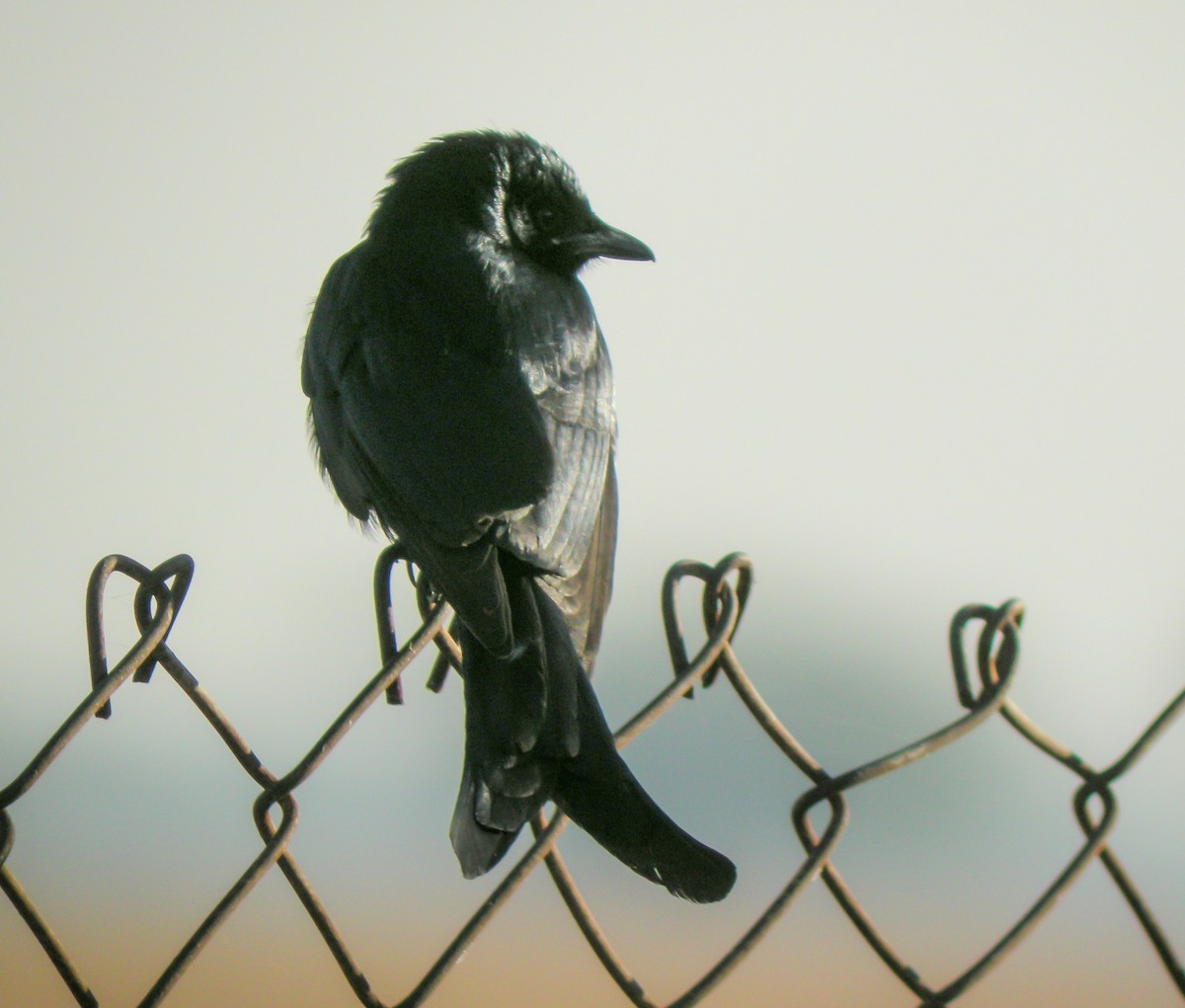 Black Drongo - ML646656909