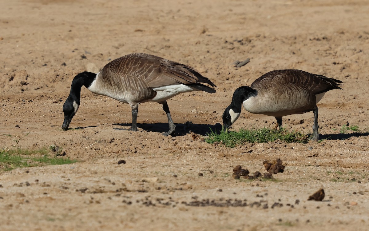 Canada Goose - ML646656916