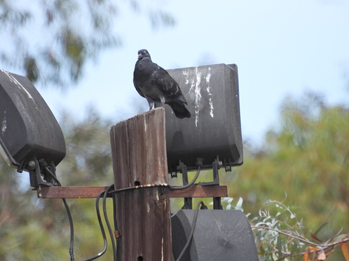 Rock Pigeon (Feral Pigeon) - ML646656917