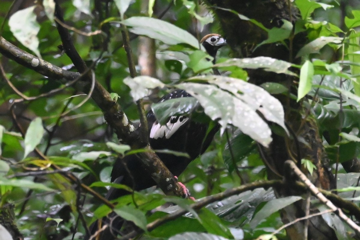 Blue-throated Piping-Guan - ML646656918