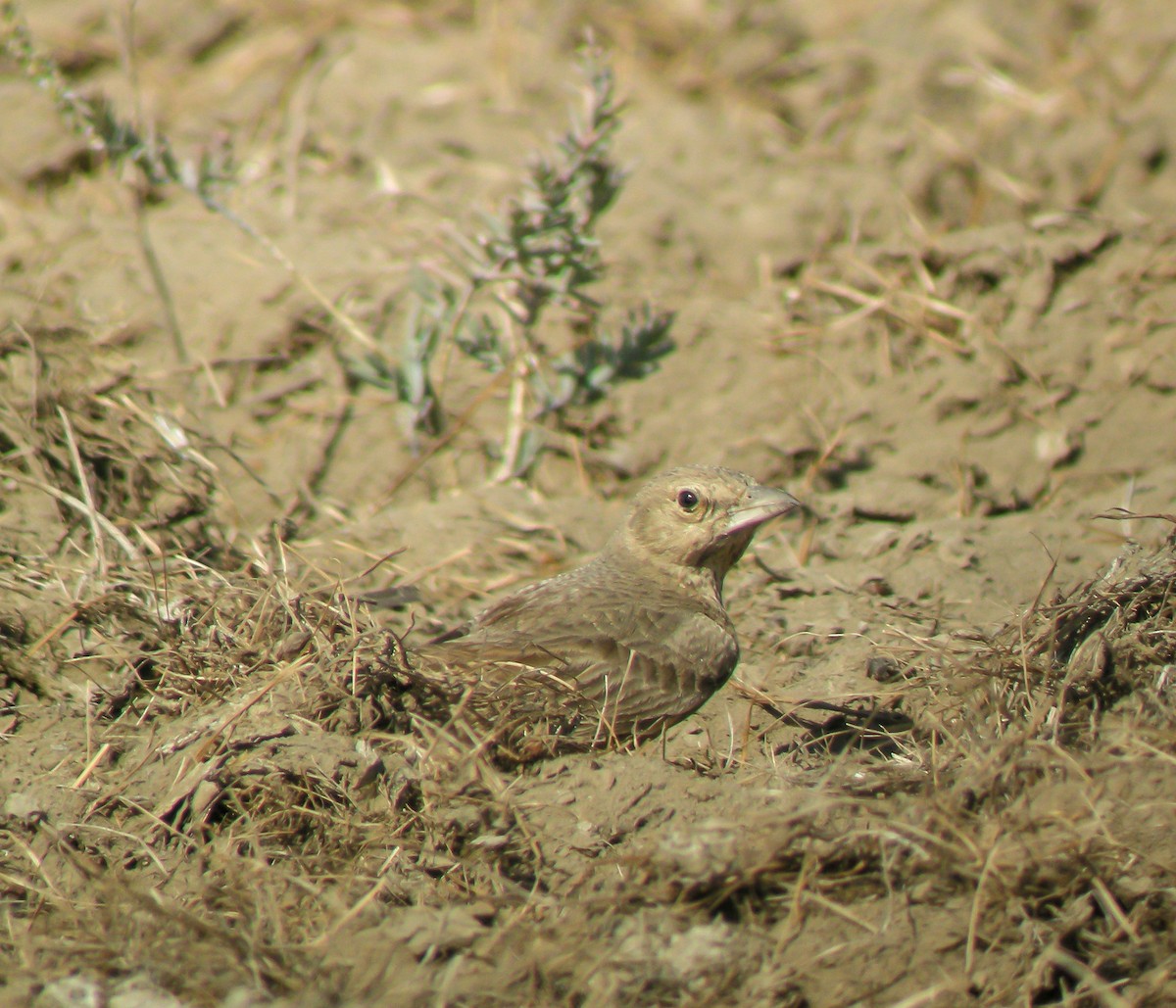 Rufous-tailed Lark - ML646656920