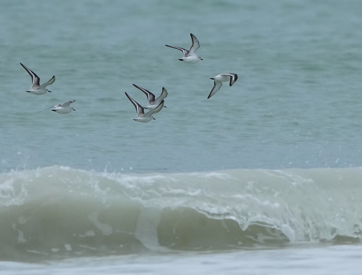 Sanderling - ML646656922