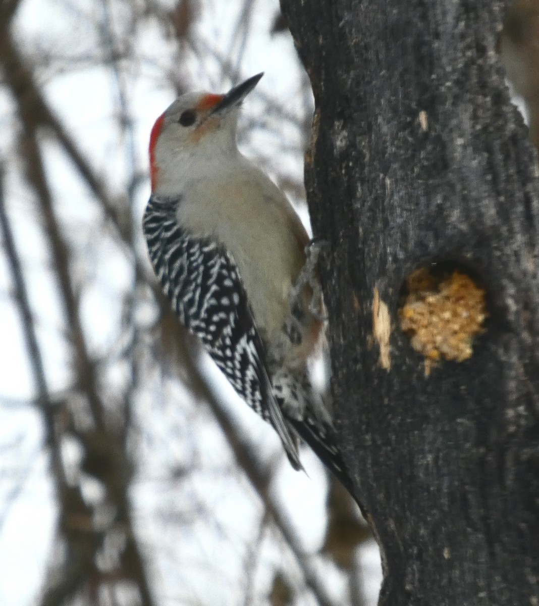 Red-bellied Woodpecker - ML646656923
