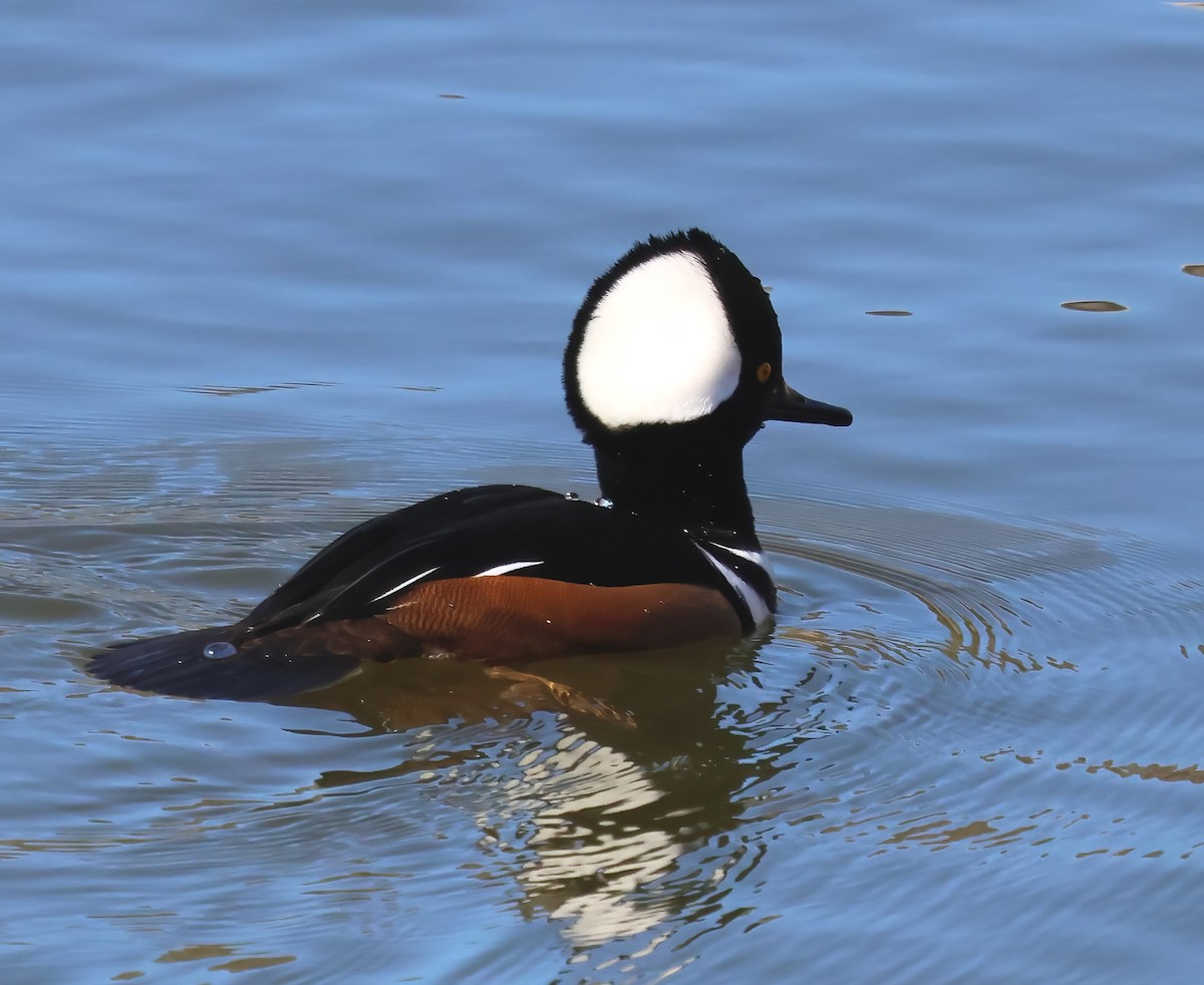 Hooded Merganser - ML646656924