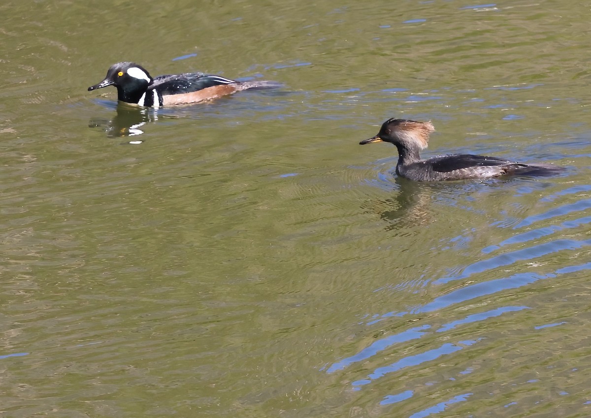 Hooded Merganser - ML646656925