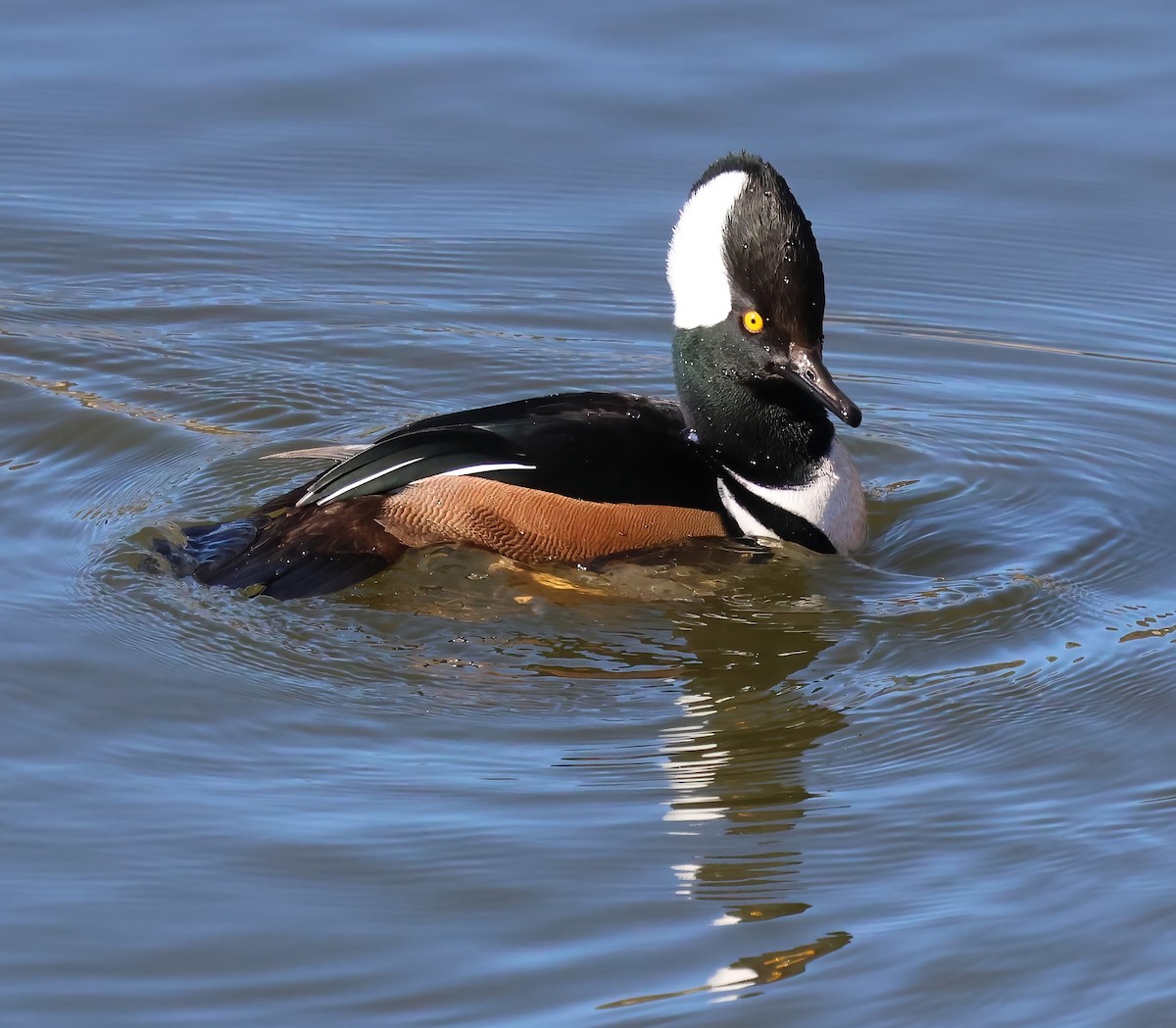 Hooded Merganser - ML646656926