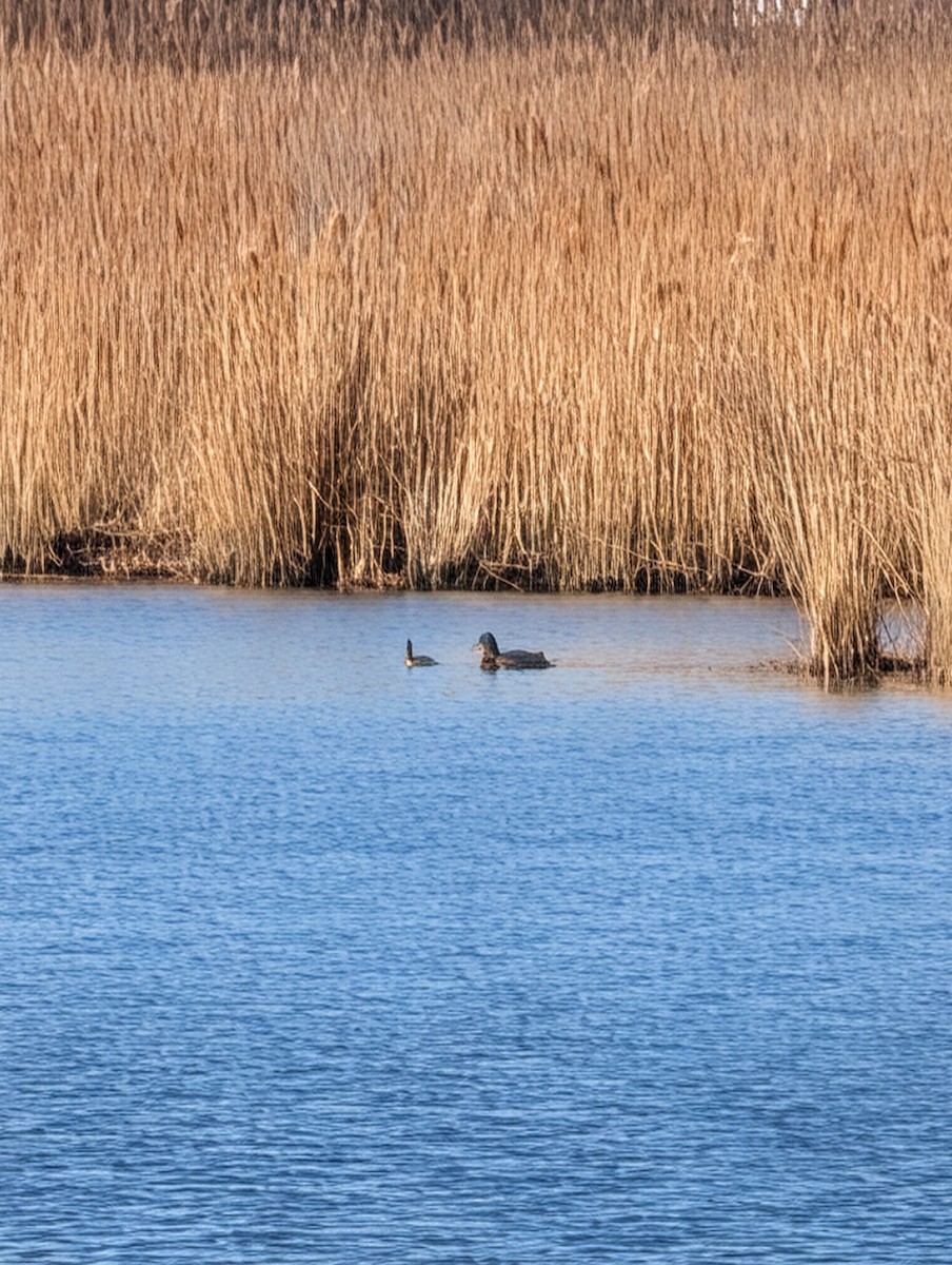 Gadwall - ML646656927
