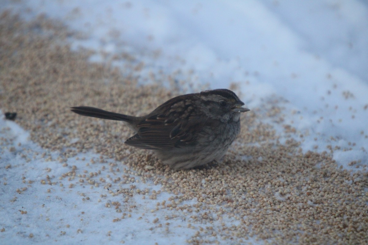 Бруант білогорлий - ML646656929